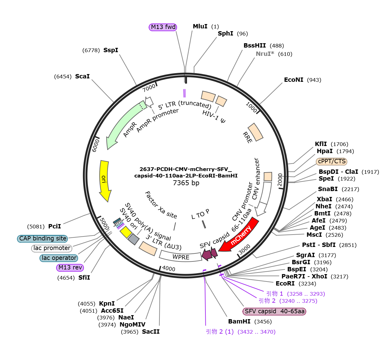 pCDH-CMV-mCherry-SFV capsid-40-110aa-2LP载体图谱.png